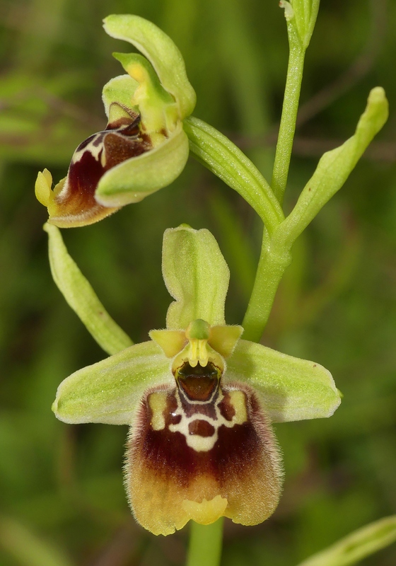 Ophrys lacaitae tra introgressioni e forme ibride � Molise 2023.